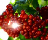 При хронической сердечной недостаточности помогут боярышник, калина и мята