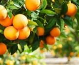 7 продуктов питания, которые нужны при сухой коже 7 продуктов питания, которые нужны при сухой коже