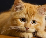 Кототерапия при бессоннице и проблемах с сосудами