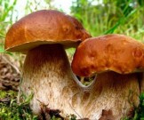 Названы самые полезные продукты поздней осени