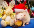 Новое здоровье в новом году: 5 простых правил