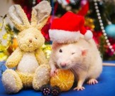 Новое здоровье в новом году: 5 простых правил