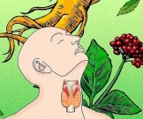 15 растений, которые оптимизируют работу щитовидной железы 15 растений, которые оптимизируют работу щитовидной железы
