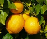 5 основных причин ежедневно протирать лицо лимоном