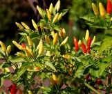 Назван продукт, который защитит от преждевременной смерти