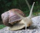 Излечить хроническую боль поможет яд улиток