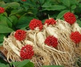 Натуральный биостимулятор против старения организма Натуральный биостимулятор против старения организма