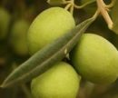 7 продуктов, которые нельзя есть сырыми