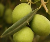 7 продуктов, которые нельзя есть сырыми 7 продуктов, которые нельзя есть сырыми