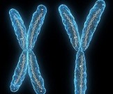 Биологи нашли «суперген», определяющий пол ребенка Биологи нашли «суперген», определяющий пол ребенка