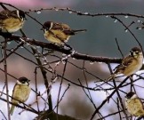 Как избежать весеннего обострения болезней Как избежать весеннего обострения болезней