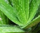 8 полезных растений для дома и офиса