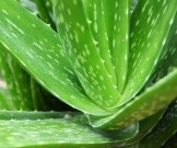 8 полезных растений для дома и офиса