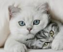 Кошки&nbsp;— прирожденные целители