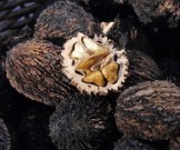 Натуральные продукты, которые уничтожают паразитов Натуральные продукты, которые уничтожают паразитов