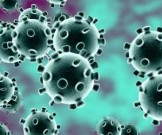 Иммунитет может помогать коронавирусу проникать в организм Иммунитет может помогать коронавирусу проникать в организм