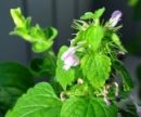 4 натуральных напитка, которые снимут нервное напряжение