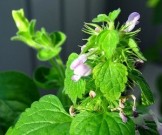 4 натуральных напитка, которые снимут нервное напряжение