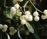 4 натуральных средства, которые помогут при панкреатите 4 натуральных средства, которые помогут при панкреатите