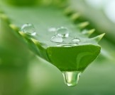 9 рецептов из алоэ для оздоровления сердца и укрепления сосудов 9 рецептов из алоэ для оздоровления сердца и укрепления сосудов