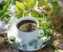 Лучшие лекарственные растения для оздоровления и очищения кишечника