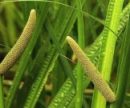 9 натуральных рецептов для лечения желчнокаменной болезни