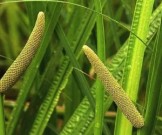 9 натуральных рецептов для лечения желчнокаменной болезни