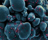 Ученые предложили новый способ лечения COVID-19